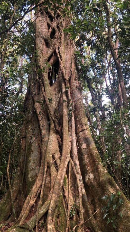 Cantos Del Bosque Monteverde 외부 사진